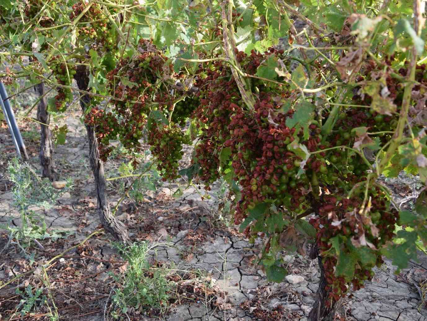 Immagine articolo: Vino: Lollobrigida “Via libera a compensazioni danni peronospora“