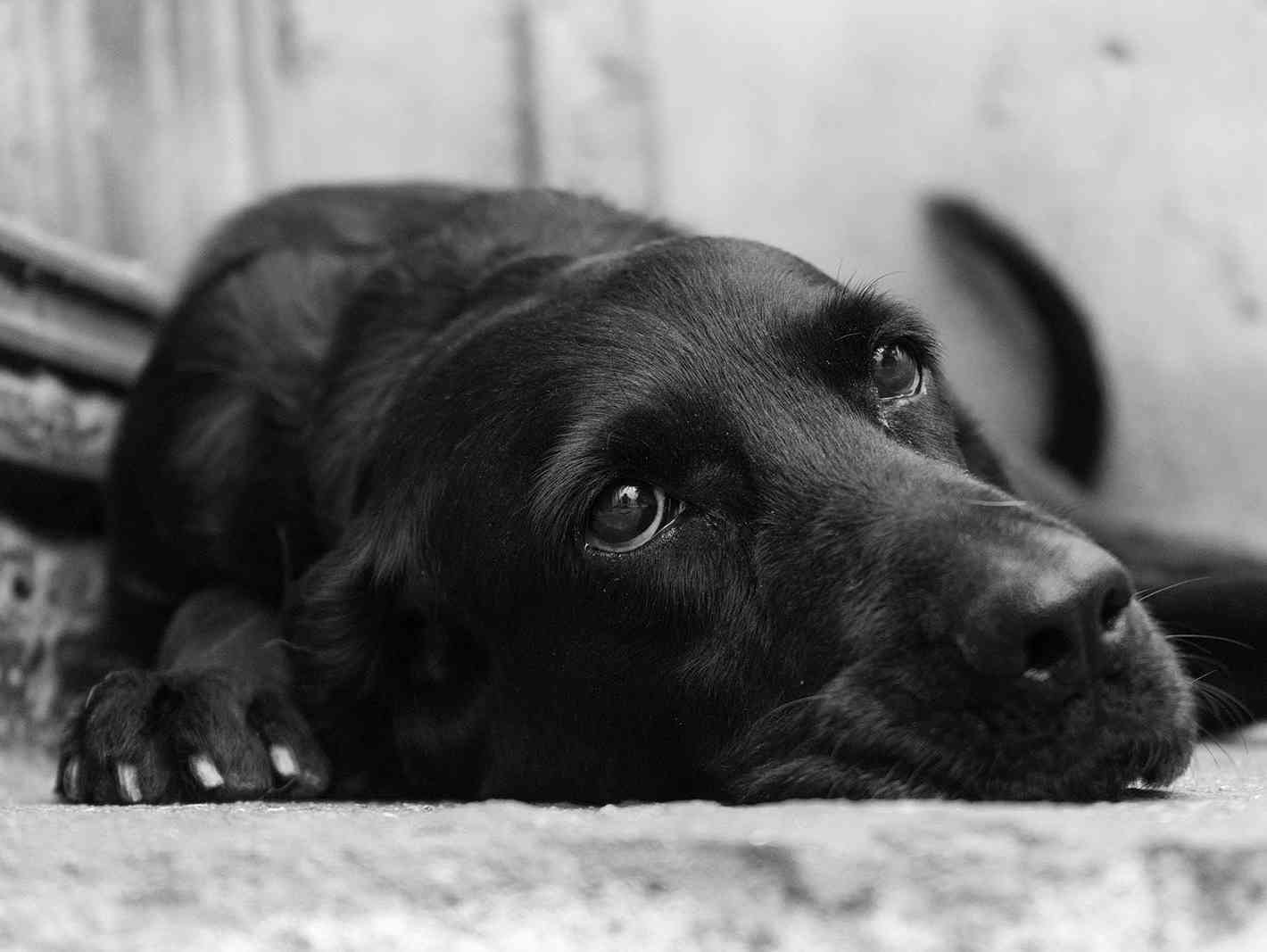 Immagine articolo: Menfi. In c.da Cinquanta avvelenati 4 cani dell'oncologo Domenico Santangelo