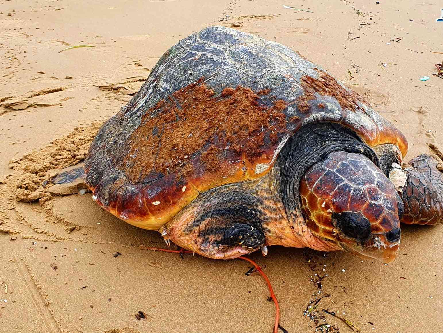 Immagine articolo: Salvata una tartaruga Caretta Caretta sulla spiaggia di Maddalusa (AG)