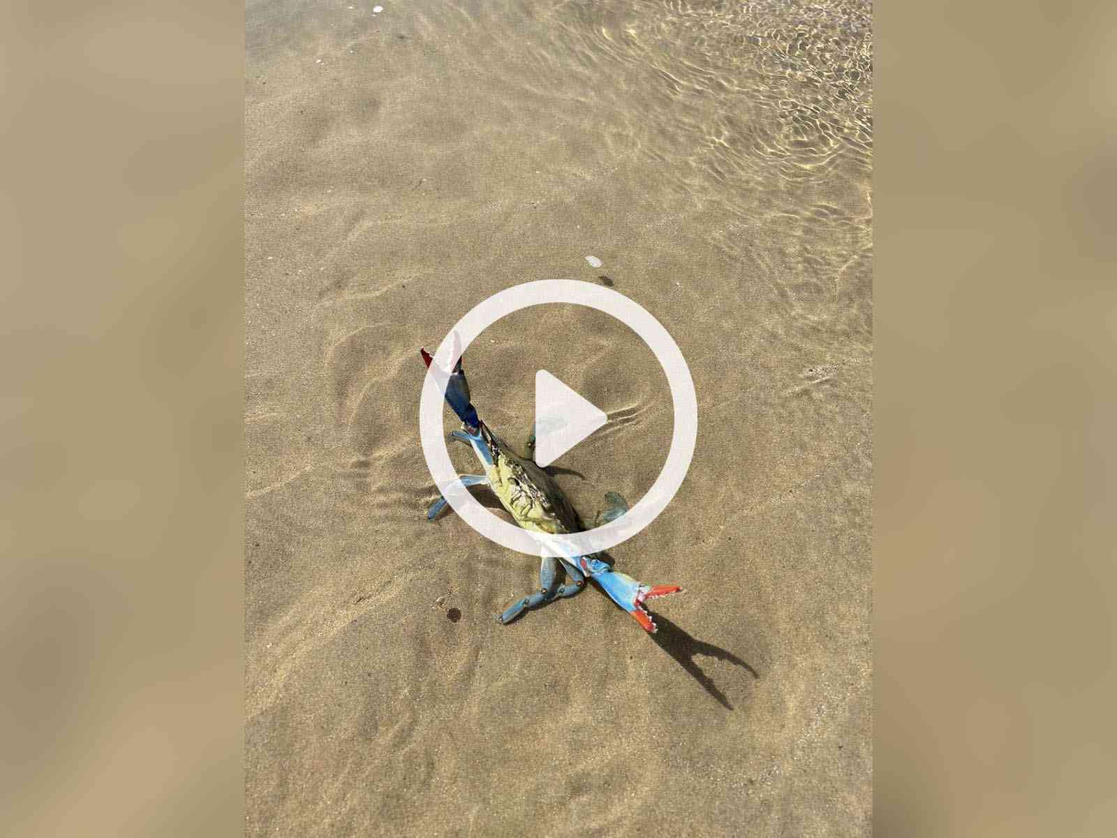 Immagine articolo: Video. Esemplare di granchio blu avvistato a Porto Palo di Menfi