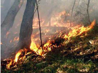 Immagine articolo: S. Margherita. 57enne, denunciato per incendio doloso