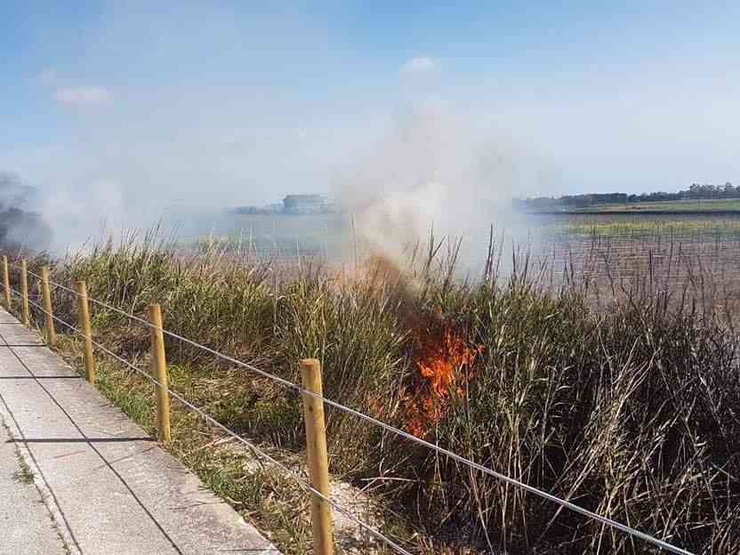 Immagine articolo: Menfi, a fuoco il canneto in prossimità della pista ciclabile. Salvata dal vento che soffiava in direzione contraria e dal pronto intervento dei Vigili del Fuoco, allertati dal vicesindaco Viviani