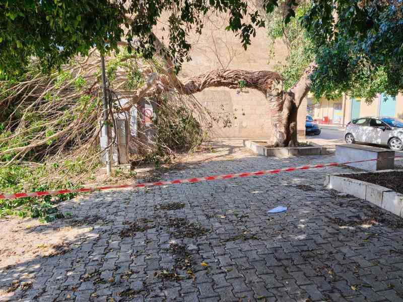 Immagine articolo: Menfi. Vento abbatte grosso ramo di fronte all'ufficio postale