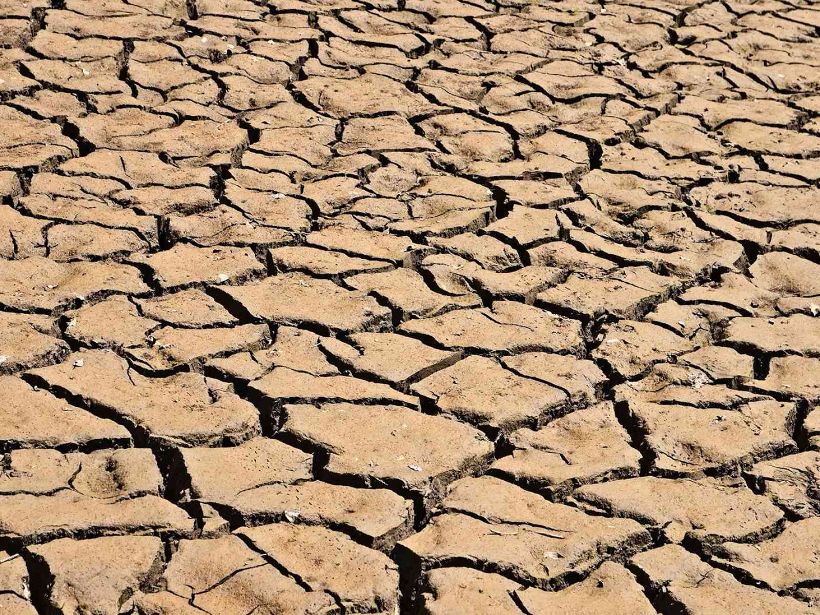 Immagine articolo: Agricoltura, al via il bando per interventi per fronteggiare la crisi idrica, le domande entro il 30 settembre 2024